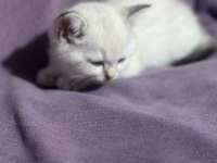 60 Günlük Colorpoint British Shorthair