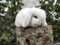 Mini lop tavşan bebeklerimiz