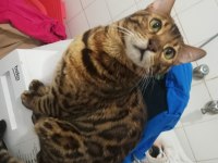 SCR BELGELİ SAFKAN ERKEK BENGAL