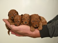 Toy Poodle Bebekleri