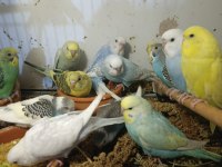 25 adet yeni yavru muhabbet kuşu