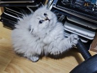Scottish fold longhair dişi