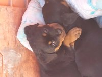 Irk garantili rottweiler bebekler