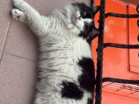 ACİL ÜCRETSİZ 2 YAŞINDA KEDİMİZ