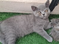 2 aylık yavru scottish fold