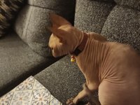 Sphynx Sfenks Kedimiz Yavru