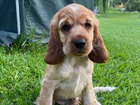 Safkan Cocker Köpekler
