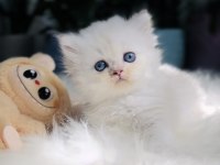 Muhteşem Kaliteli Scottish Longhair Bebeklerim
