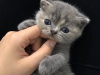 2 Aylık Dişi British Shorthair Yavru
