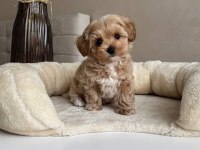 Maltipoo Yavrularımız Sıfır Boy