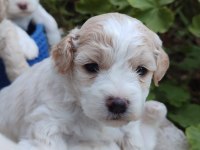 Muhteşem Güzellikte Maltipoo Yavrularımız