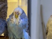 Kaliteli show jumbo muhabbet kuşu yavrular