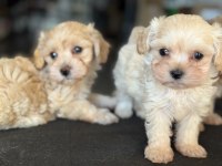 Show kalite kore maltipoo yavrularımız