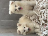 Burkem çiftliğimizden kar topu samoyed