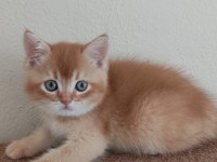 British shorthair choholate golden erkek Yavrumuz