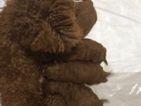 garantili kore kan poodle yavrular