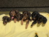 Dachshund Köpeğimiz