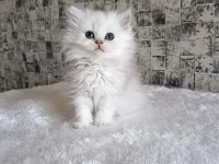 Aslan parçası british longhair