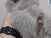 British shorthair kedisi