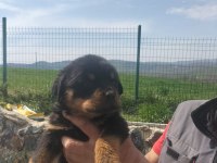 Rottweiler Yavrularımız