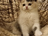 Tree Color British Shorthair Yavruları