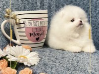 Teacup pomeranian boo yavrumuz
