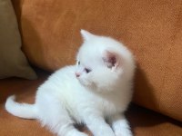 TATLI YAVRU BRİTİSH SHORTHAİR