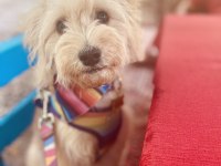1 Yaşında Eğitimli Dişi Maltipoo