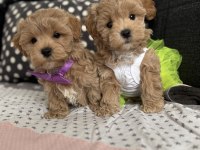 Teacup maltipoo tuvalet eğitimli