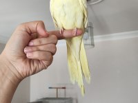 Takas sultan papağanı lutino dişi