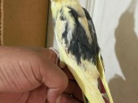 46 günlük full evcil bebek sultan papağanı