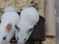 23 GÜNLÜK ROBOROVSKİ HAMSTERLERİ 5 TANE VE ANNE BABA