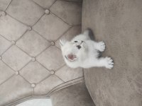 Birinci Kalite Blue Point Scottish Fold Yavrular