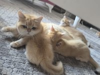 British Shorthair Golden Ny12 Yavrular