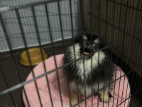 Pomeranian