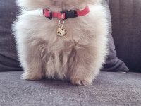 550 gr teacup pomeranian