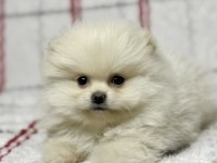 Micro boy Ayı Surat Pomeranian Boo