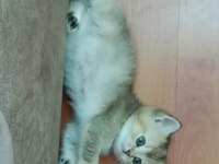 Safkan british shorthair