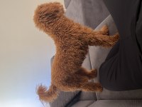 7 aylık toy poodle yavru