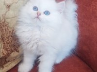 British longhair sağlıklı oyuncu kedimiz