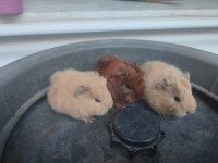3 dişi 1 erkek guinea pig