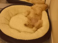 maltipoo köpeğimiz