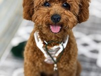 7 Aylık Tuvalet Eğitimli Poodle