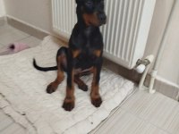 4 aylık erkek doberman