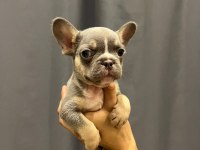 LİLAC TAN FRENCH BULLDOG