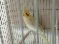 Hazır 2 adet sultan papağanı