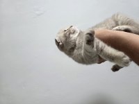 Son dişi yavru scottish fold