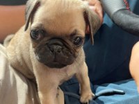IRK GARANTİLİ PUG YAVRULAR