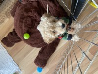 3 Aylık poodle oğlum Latte ailesini arıyor!