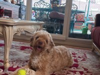 Maltipoo viski